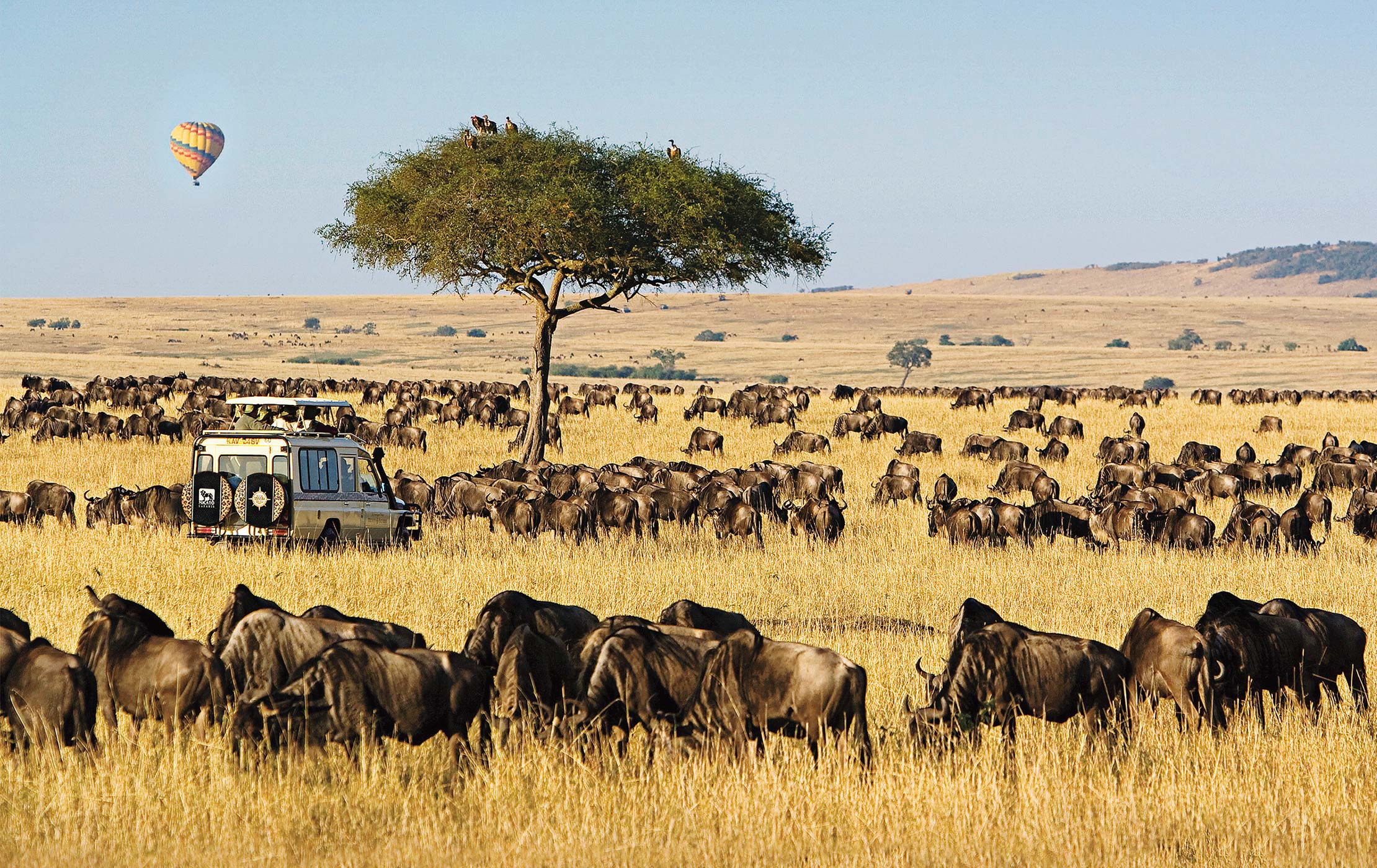 Safaris