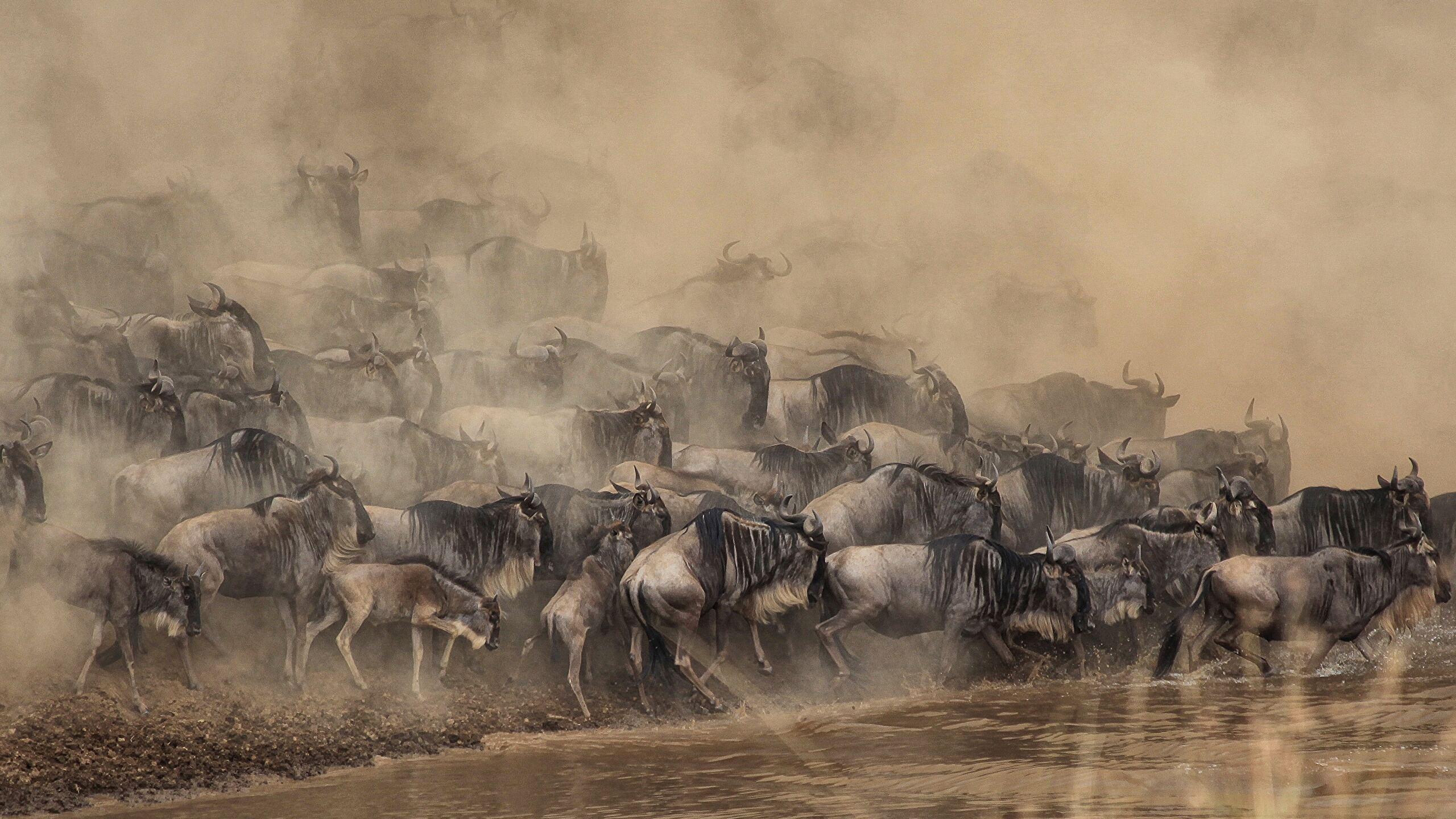 Overnight Trip - Maasai Mara