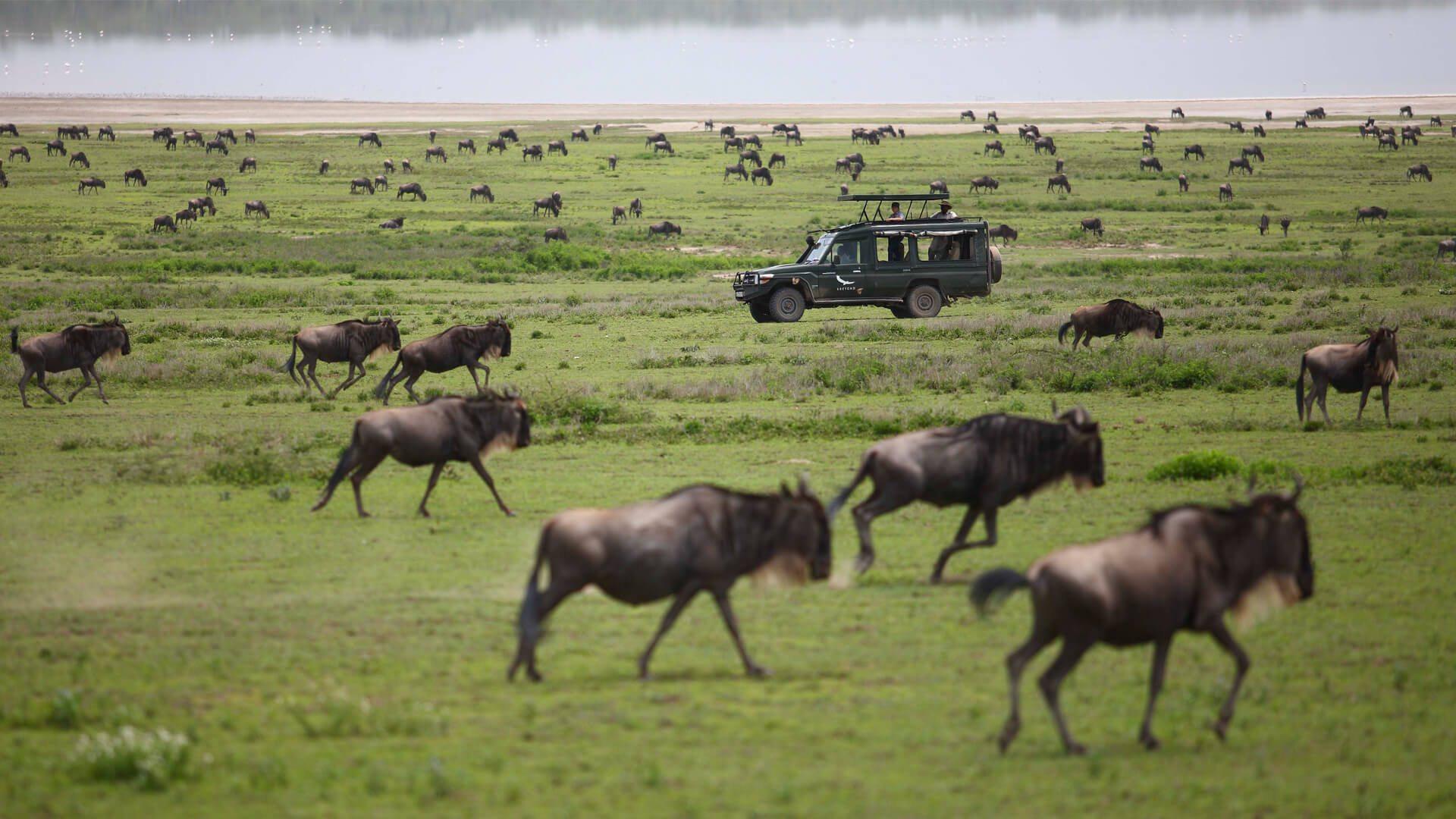 6 Days Maasai Mara-Nakuru-Amboseli