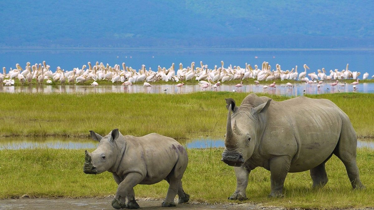 4 Days Maasai Mara - Lake Nakuru.