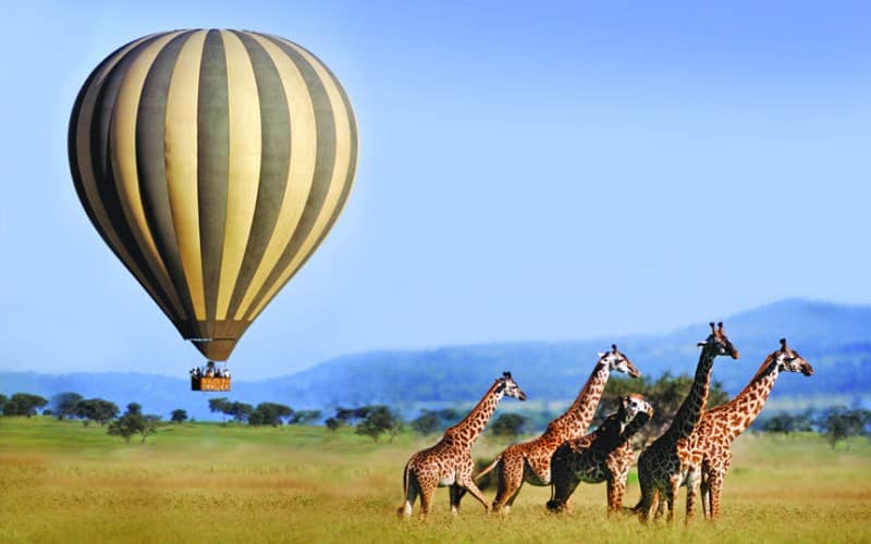 Safari Image