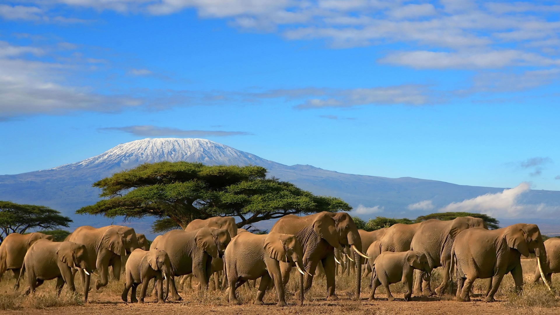 Safari Image