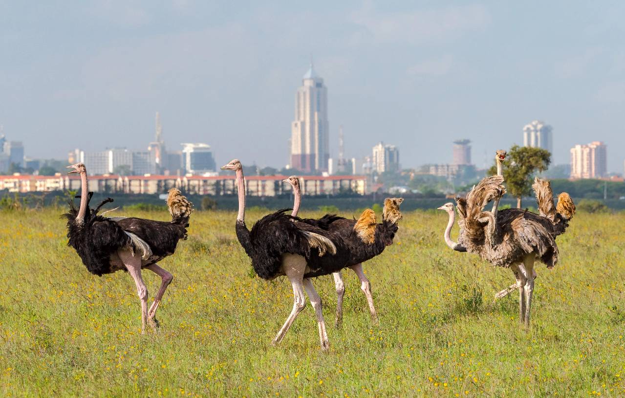 Safari Image