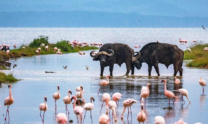 Safari Image