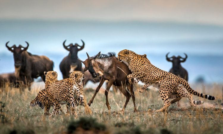 Safari Image