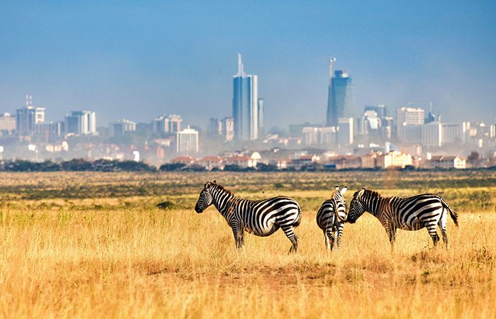 Safari Image