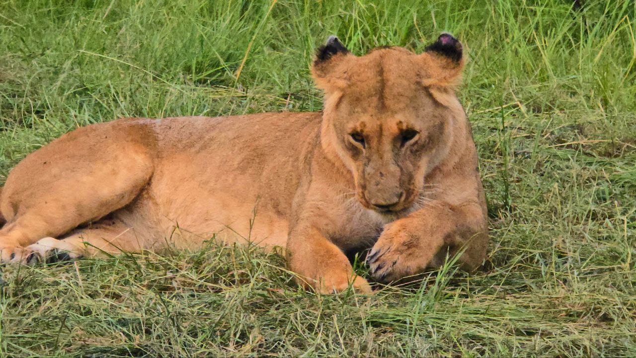 Safari Image