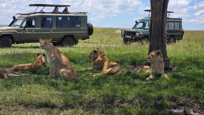 Safari Image