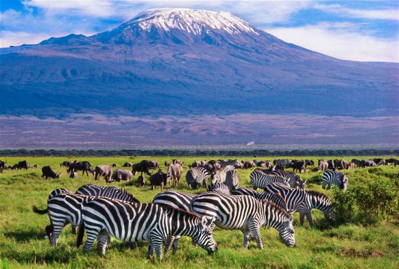 Safari Image