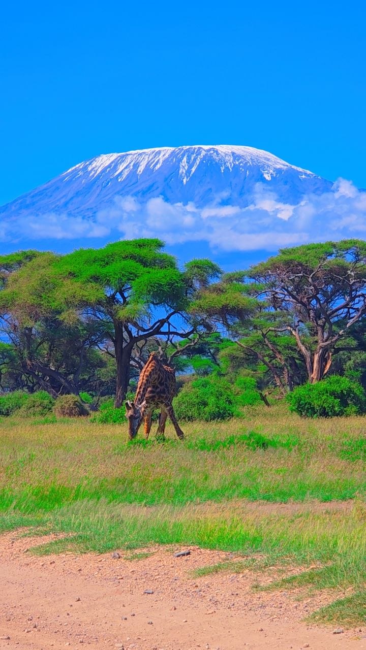 Safari Image